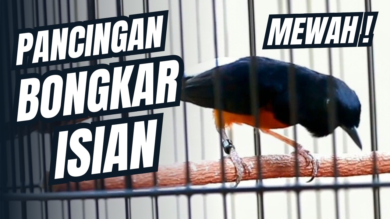 MURAI BATU GACOR FULL ISIAN TEMBAKAN MEWAH SANGAT AMPUH MELATIH MURAI BATU EMOSI BONGKAR ISIAN