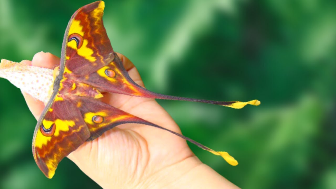Sulawesi Moon Moth: Actias isis commentary / EXTREMELY Rare