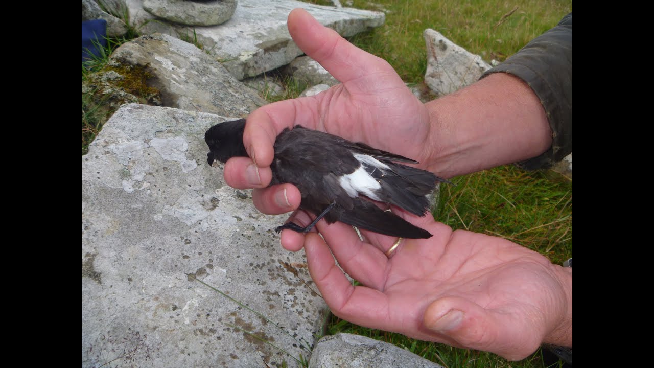Storm-petrels, Mousa, Shetland