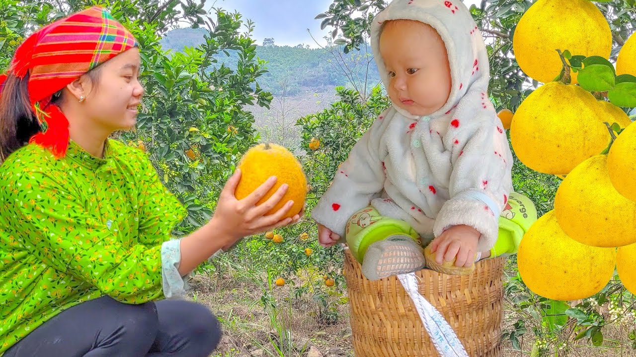 single mom emotional story - harvest grapefruit for sale | Ly Tieu Huong