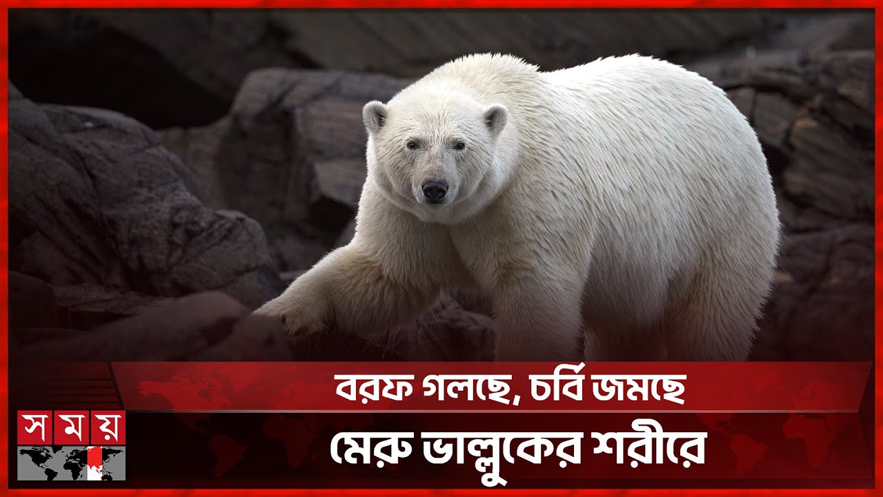 যে কারণে আগের থেকে নাদুসনুদুস হচ্ছে মেরু ভাল্লুক | Polar Bear | Norway | Somoy TV