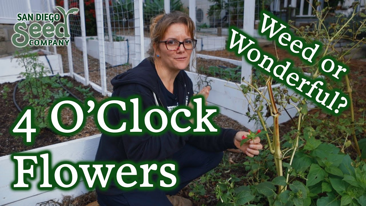 Why I LOVE Growing & Caring for Four O'Clock Flowers