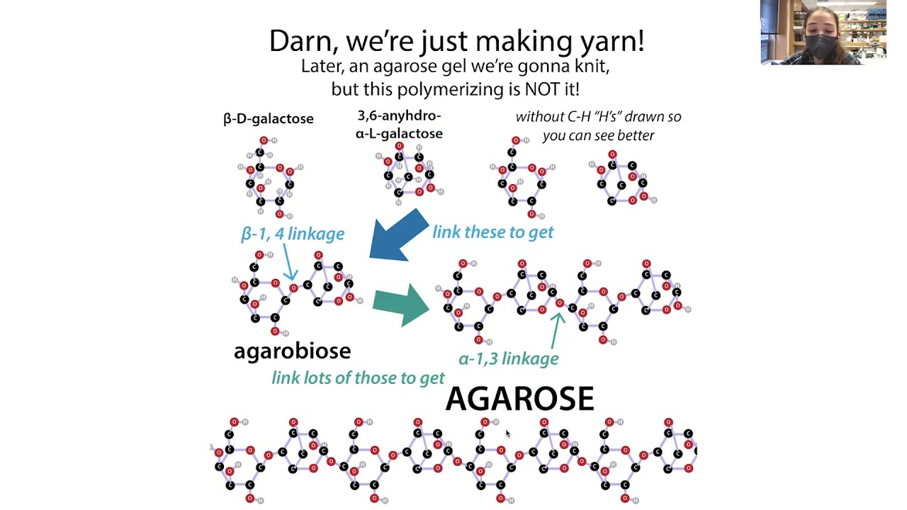 Agarose science - composition, gelification, hysteresis, syneresis, modifications, etc.