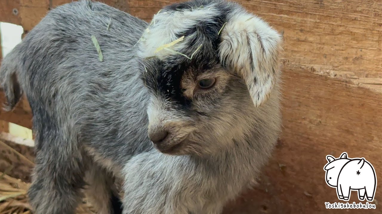 チモシーシャワーを浴びた子ヤギたち　2025年2月20日　手作りヤギ牧場 吉がけ牧場  #goat