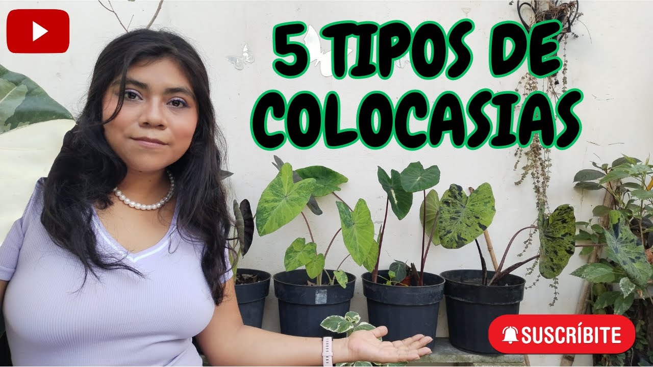 5 TIPOS DE COLOCASIAS: White lava, Mojito, Lemonade, Black coral, Aloha. Alocasias y Colocasias.