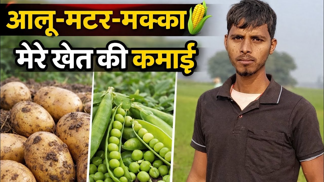आलू _मटर _मक्का 🌽 || मेरे खेत की कमाई || farming vlog 