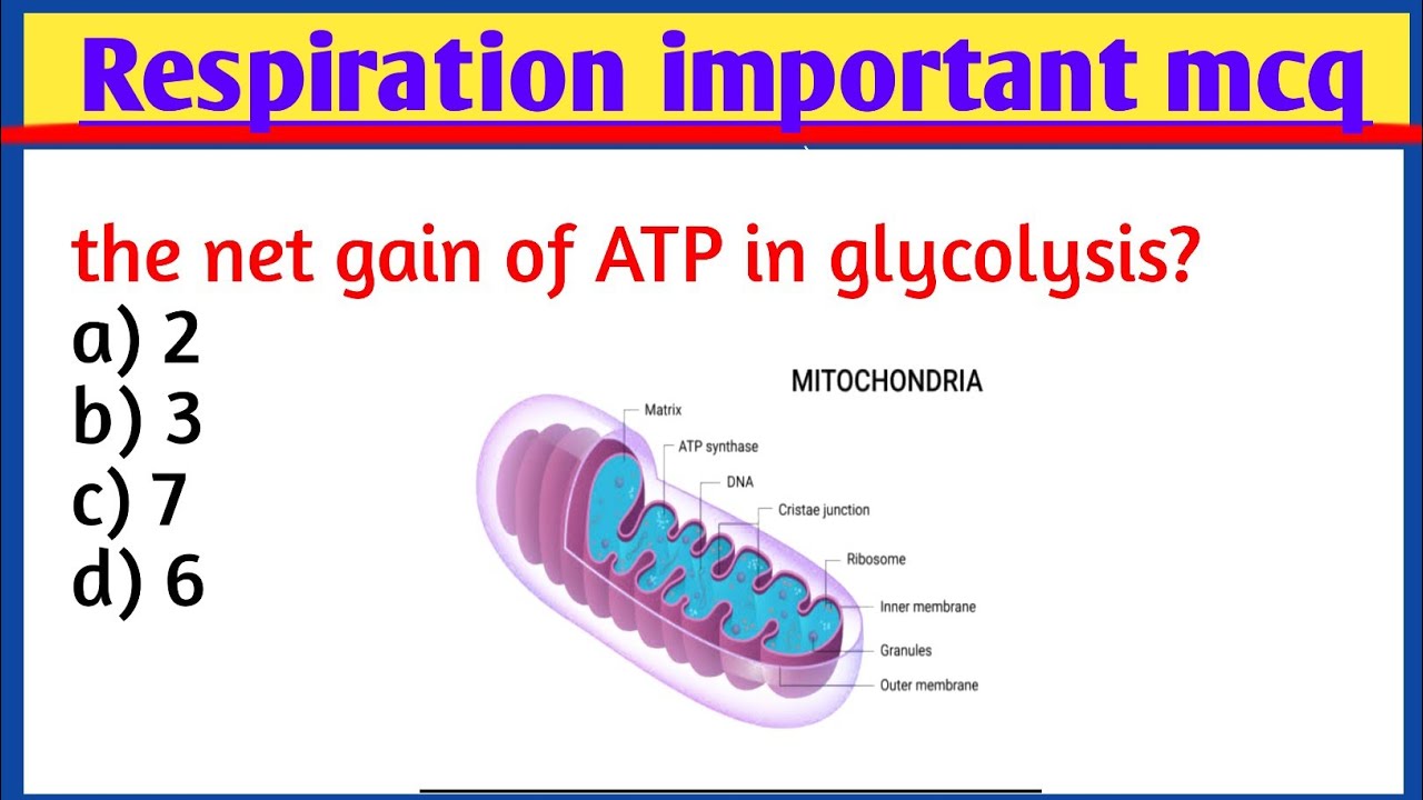 Respiration mcqs | glycolysis Krebs cycle mcqs | important mcqs of respirations |