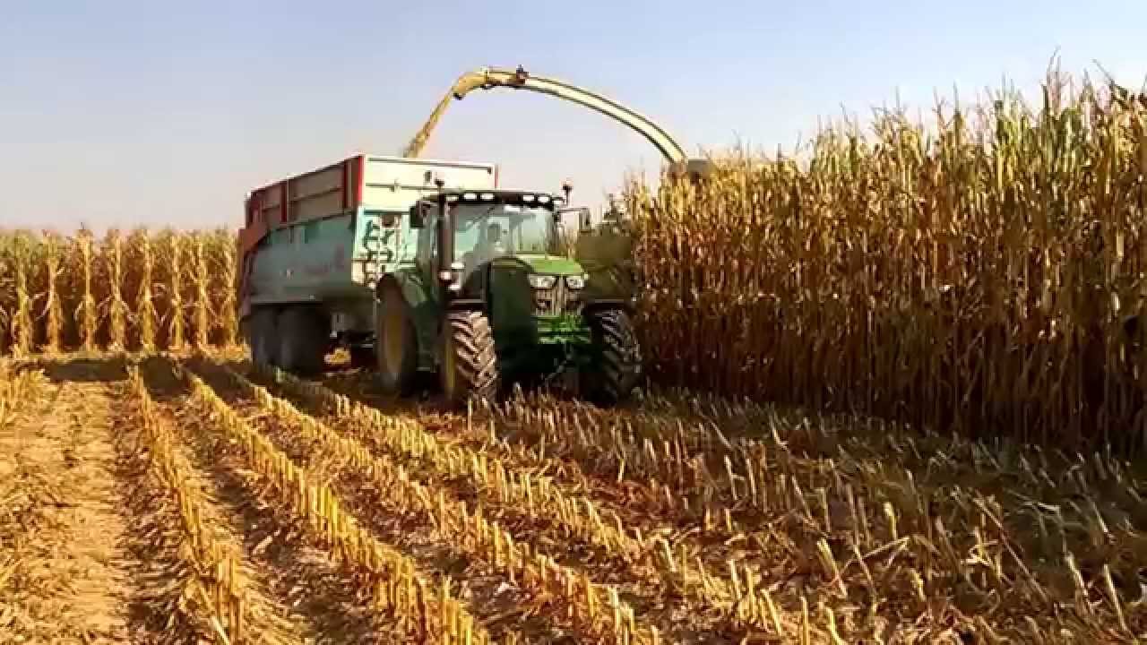 Claas Jaguar 900 - Trinciato | Mais Silage 2015 - Agrilavori | Crosetto | Valbona