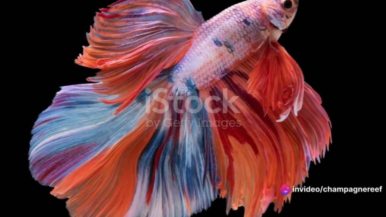 Betta Fish for Sale: Dazzling Colors & Mesmerizing Personalities