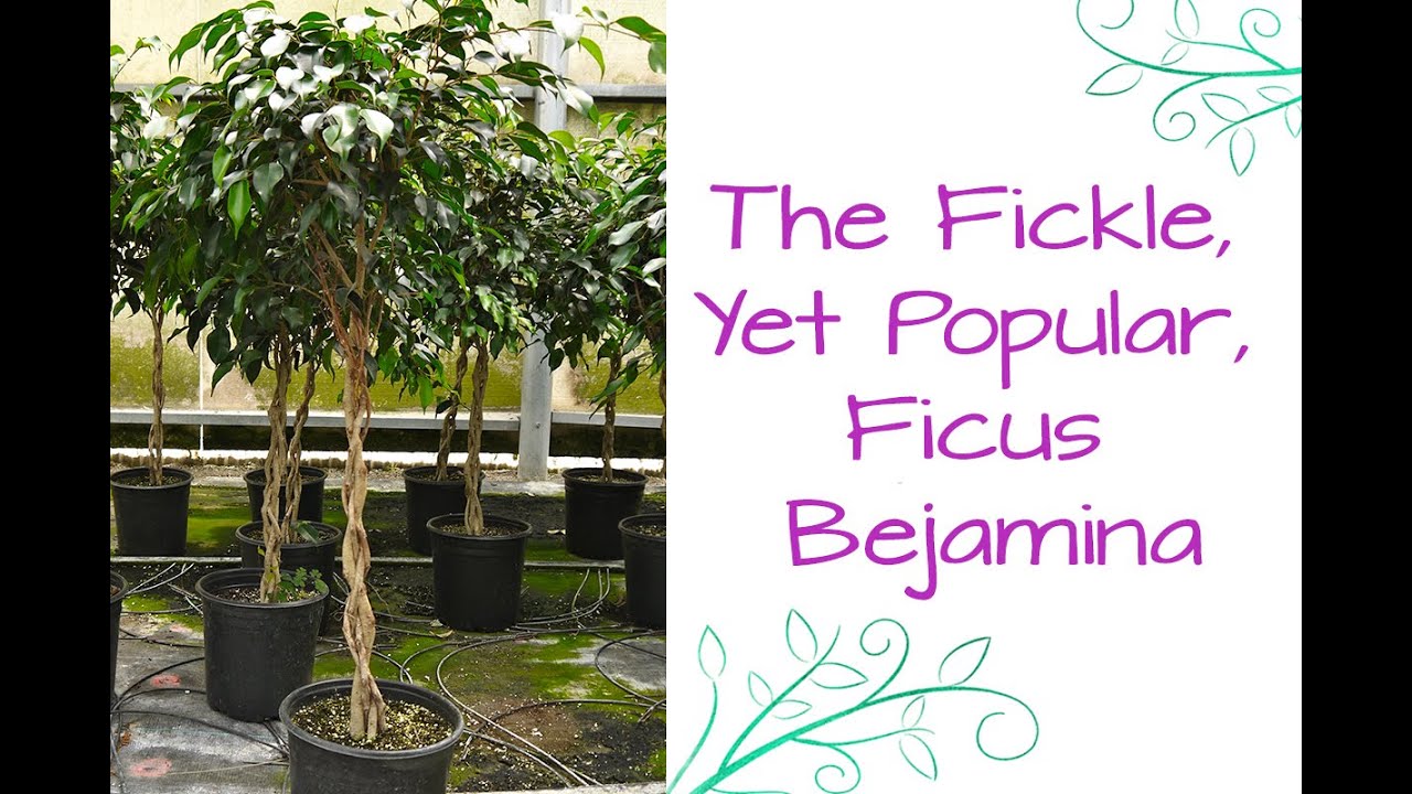 The Fickle, Yet Popular Houseplant, Ficus Benjamina