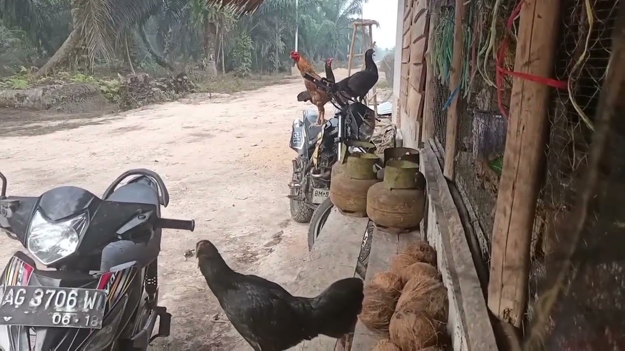 Alhamdulillah dapat rejeki dari kakak yang di Singapura 