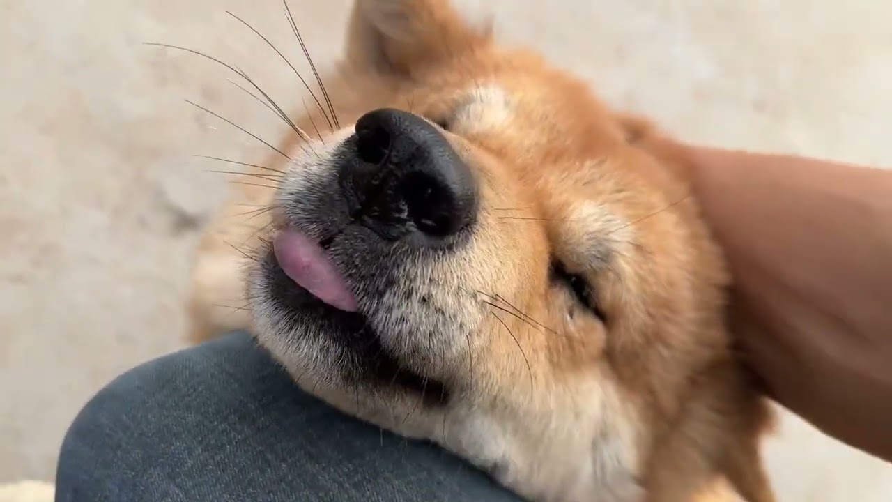 狗子：狗吃的你也抢#中华田园犬#动物 #萌宠 #動物 #萌寵 #治愈 #治愈系 #田园犬
