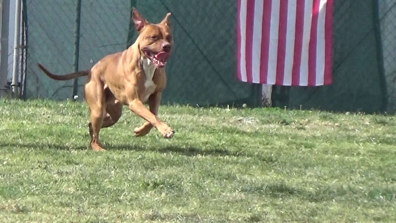 APBT 