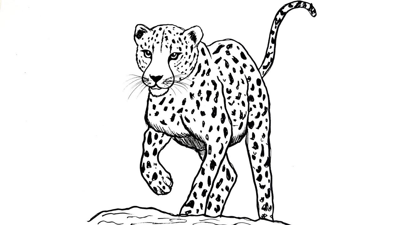 How to Draw a Cheetah Step by Step – Easy Animal Drawing for Beginners