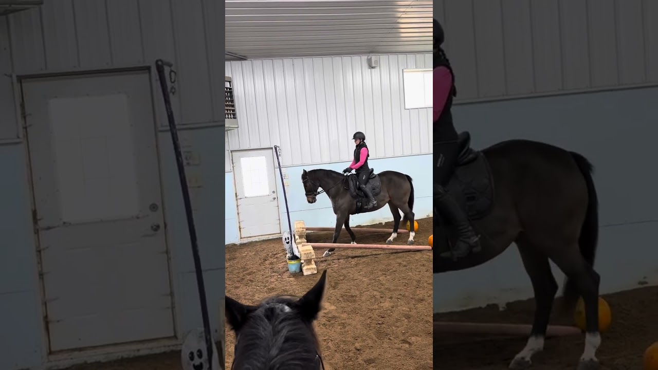 R Zauberin (&ldquo;Stella&rdquo;) Working Equitation 