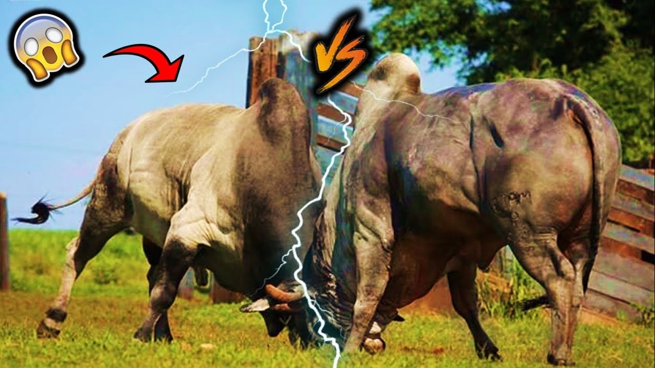QUANDO DOIS GIGANTES TOUROS RESOLVEM BRIGAR - TOUROS BRIGANDO