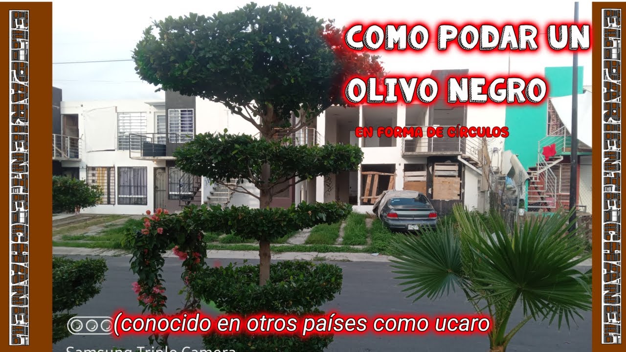 COMO PODAR OLIVOS NEGROS  [CONOSIDO EN OTROS PAISES COMO UCARO]