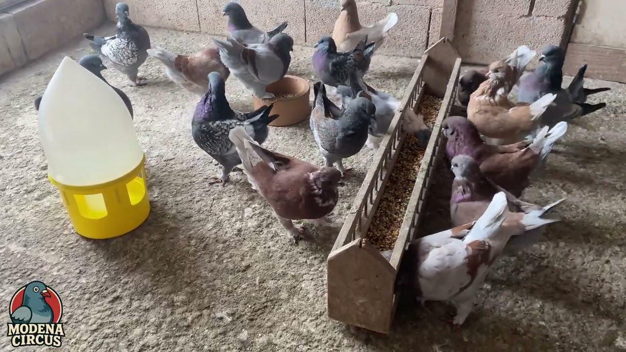 Feeding Time with My Modenas | Fancy Pigeon Breeds ⁴ᴷ
