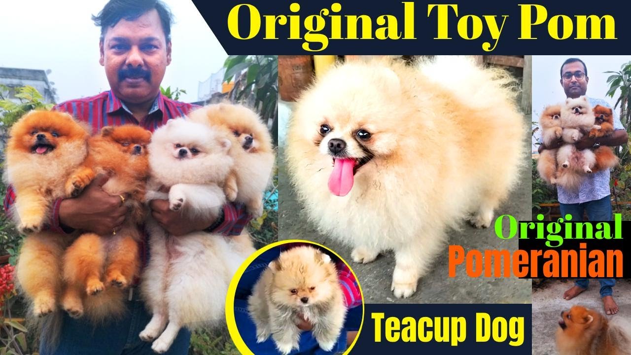 Toypom Breed in India | Pomeranian dog | Teacup Pomeranian Puppies for sale in Kolkata | Pocket dog