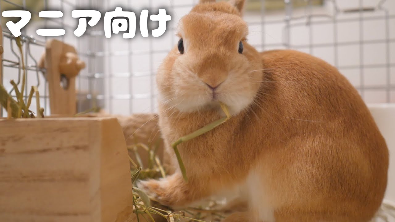 チラチラこちらを見ながら牧草を頬張るウサギがこちら【No.358】【マニア向け】