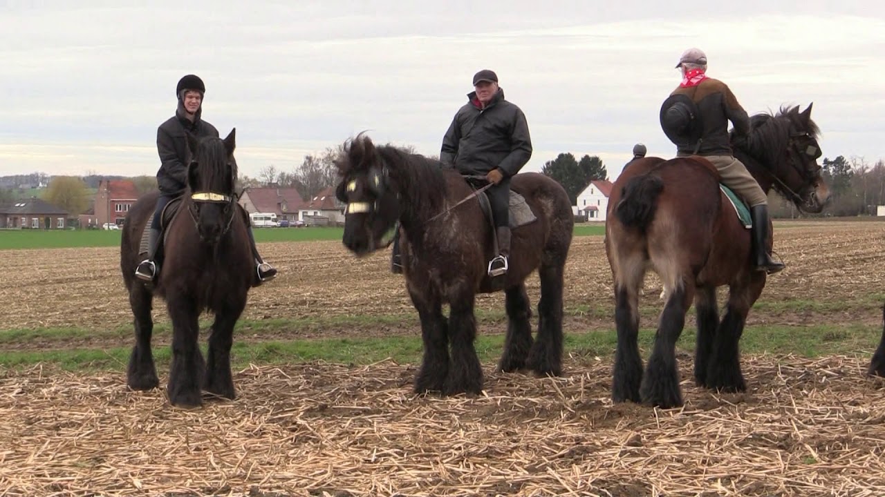Belgian Draft Horses: the famous horse gallop around the 