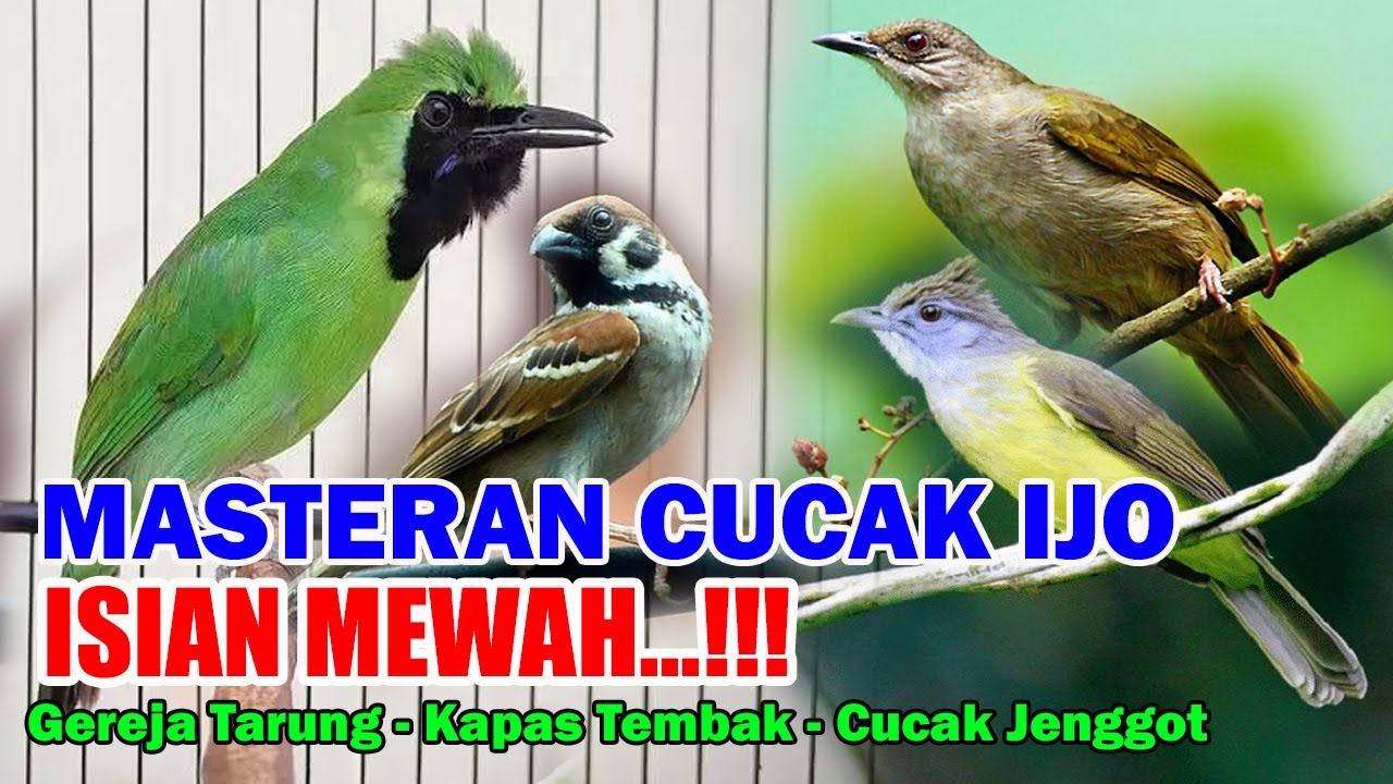 Masteran Cucak Ijo Full Tembakan Kapas Tembak, Gereja Tarung dan Cucak Jenggot