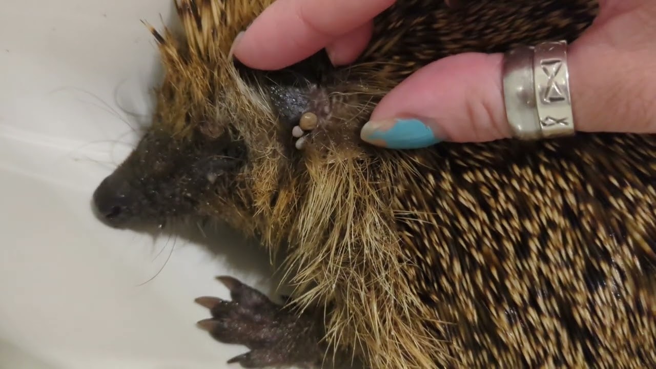 Aufnahme und Pflege eines unterernährten Igels 💜 | 🐹 Petiversum