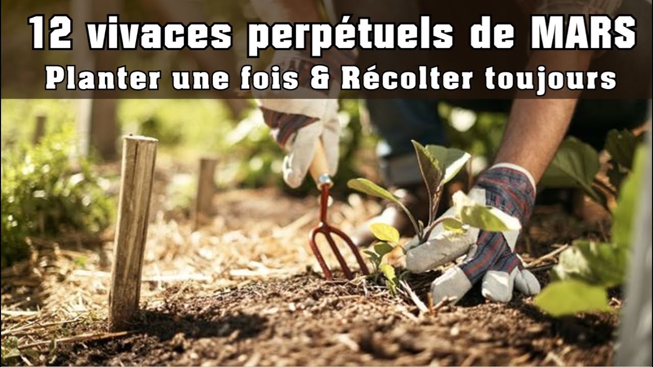 MARS : 12 perpétuels vivaces & rustiques à semer et planter maintenant au jardin potager !