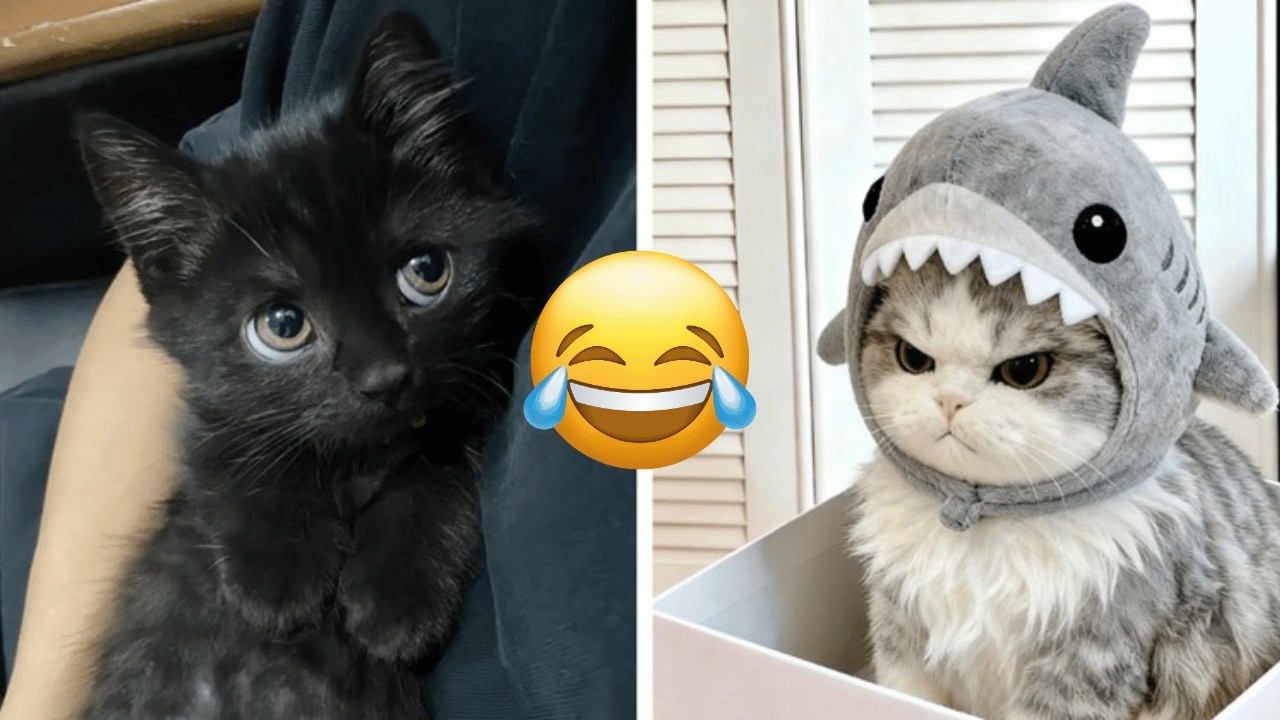 Funniest Cats and Dogs Clips 2025 😹🐶 | Try Not To Laugh Challenge 😂 #funnycats #funnydogs
