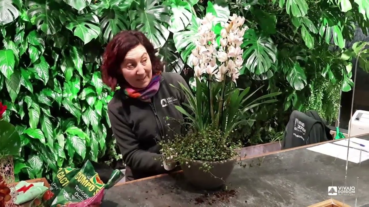 Cymbidium e Muehlenbeckia