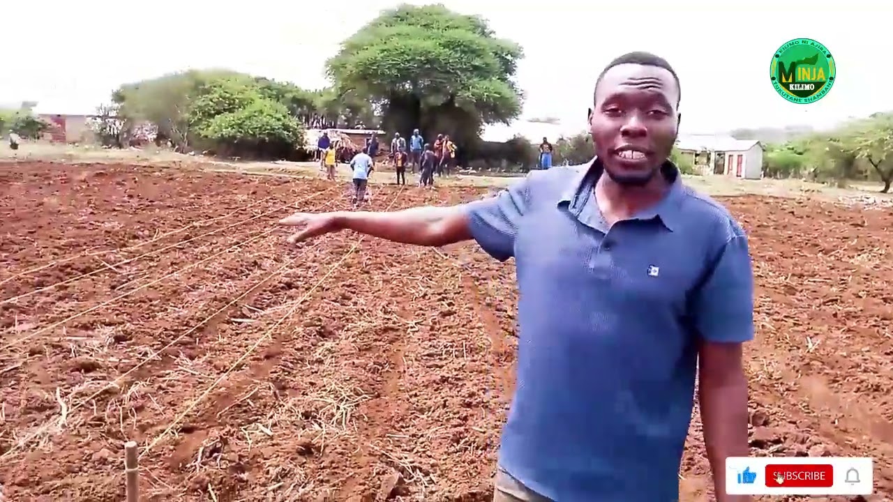 KILIMO CHA MAHINDI UPANDAJI SAHIHI