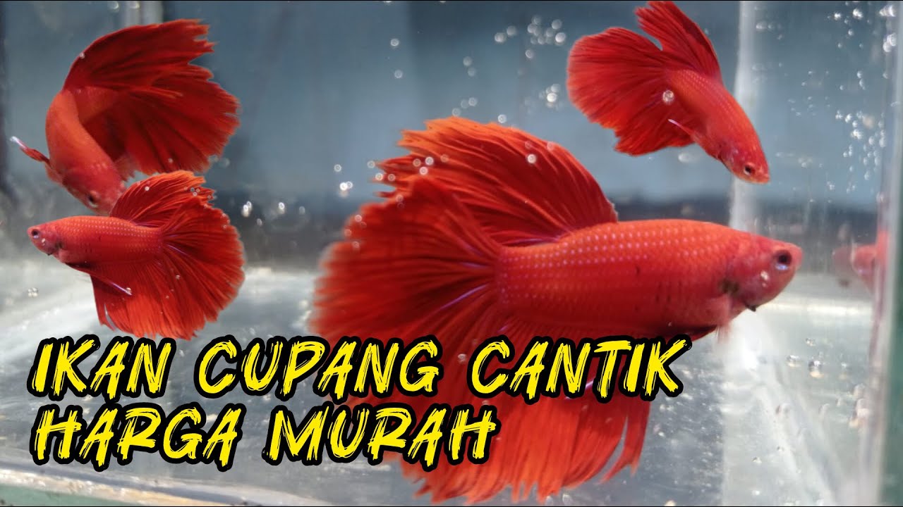 IKAN CUPANG MURAH CUMA 15 RIBU DAPAT SBAGUS INI 😱