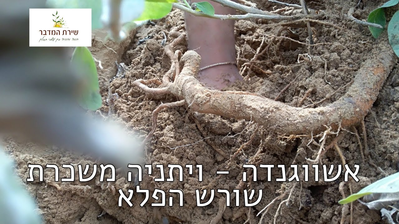 אשווגנדה - ויתניה משכרת - שורש הפלא