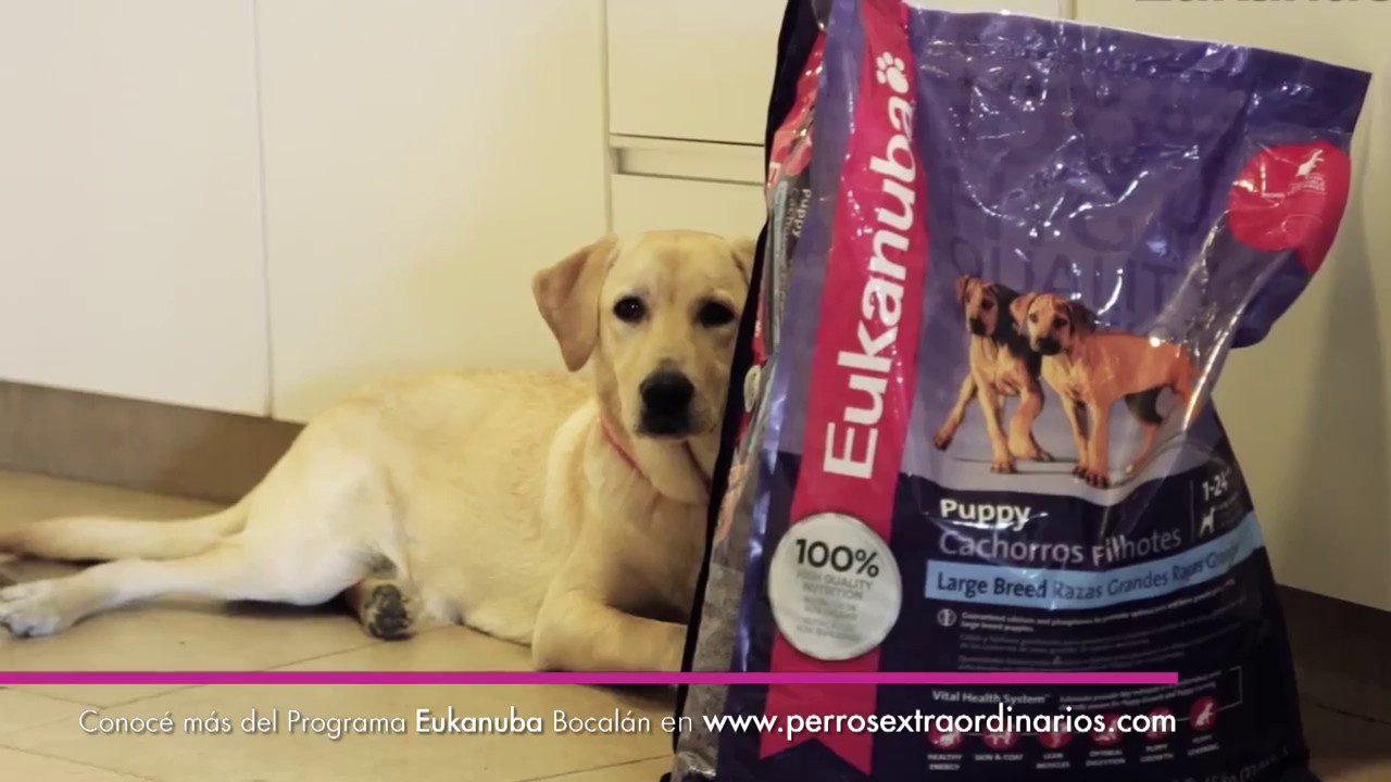 Entrenamiento de perros de asistencia - Eukanuba Bocalán