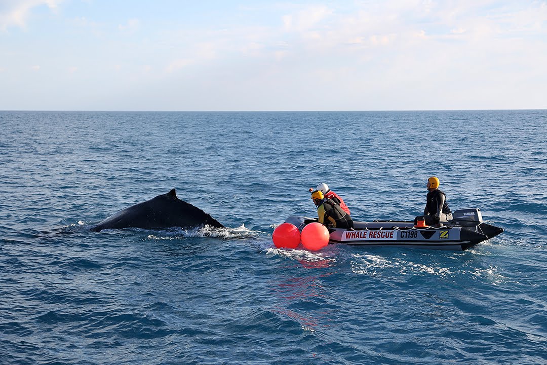 Humpback whale disentanglement