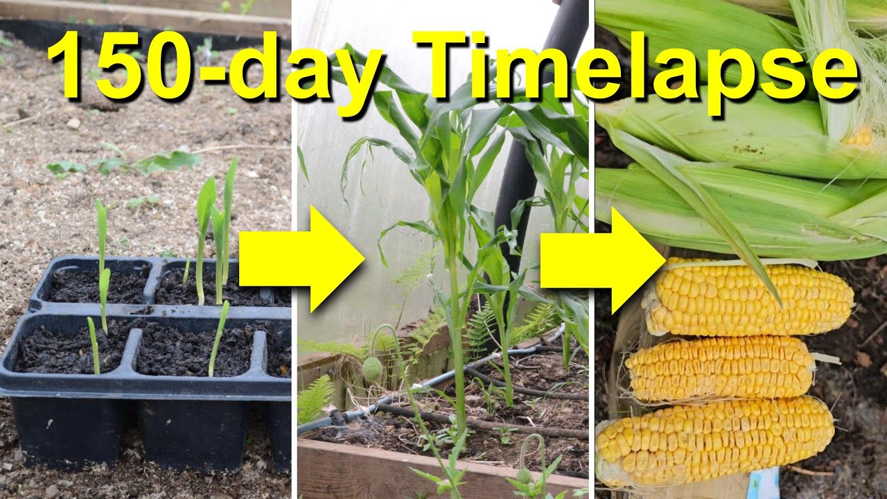 Growing Corn Sweetcorn Timelapse