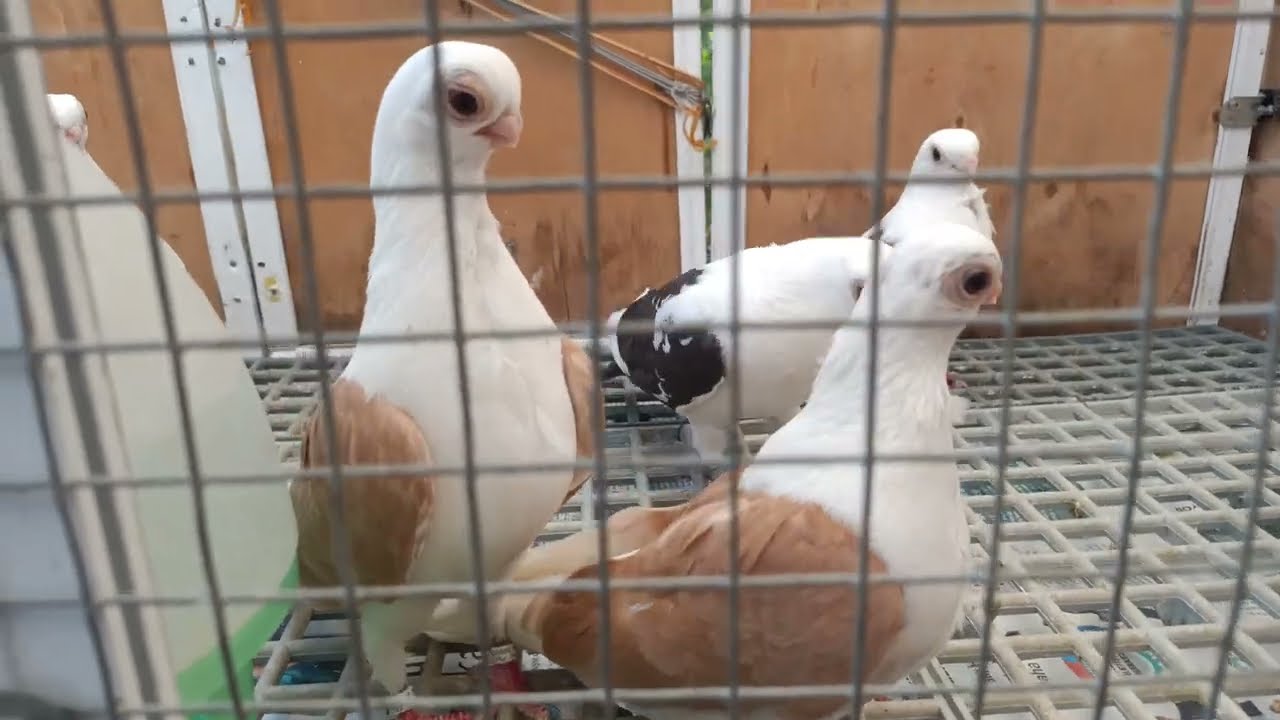BAYRAM SONRASI İLK PAZAR EDİRNEKAPI KUŞ PAZARI 1 BÖLÜM