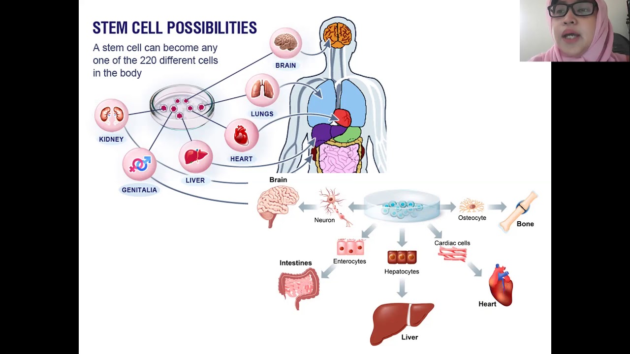 Kuliah Stem Cell