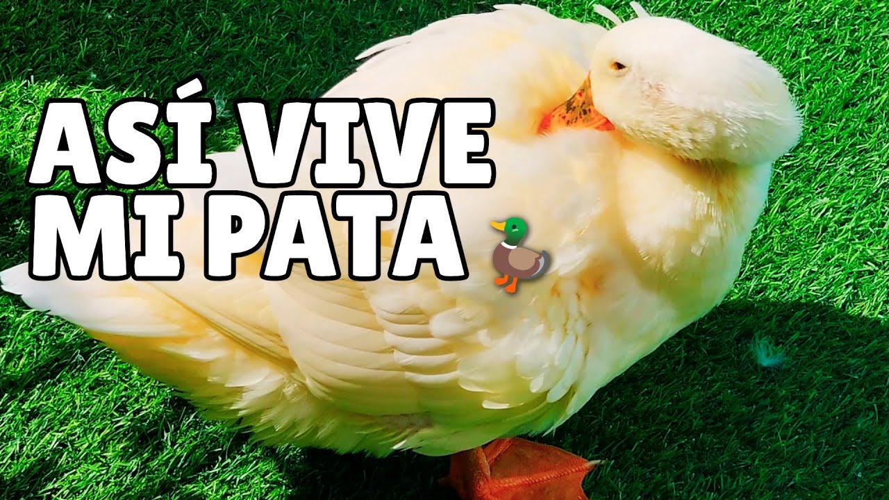 La Rutina de Mi Pato: Así Vive un Pato Feliz Cada Día 🦆💛 (Te Va a Enamorar)