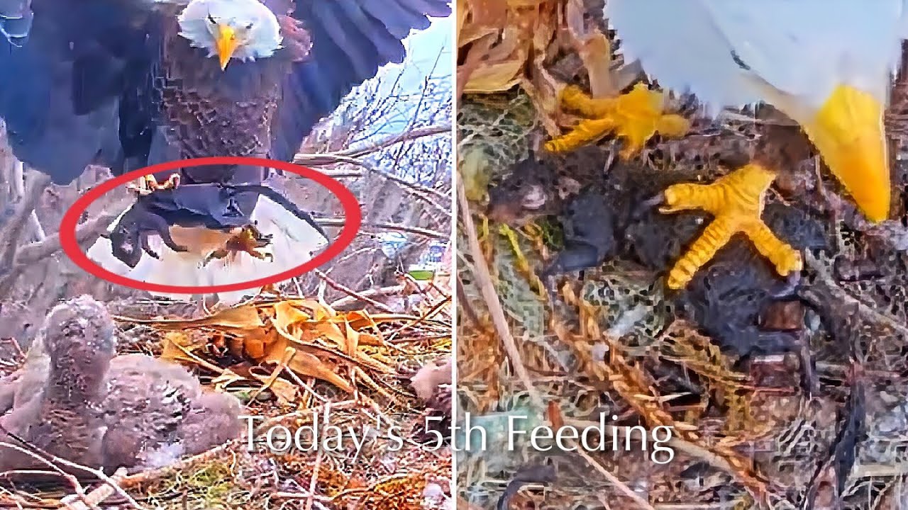 #261🦅🐥38°🐥33°／Winter Park Eagle Nest 2026／Against All Odds:One-Eyed Mom／Wink💗Atlas