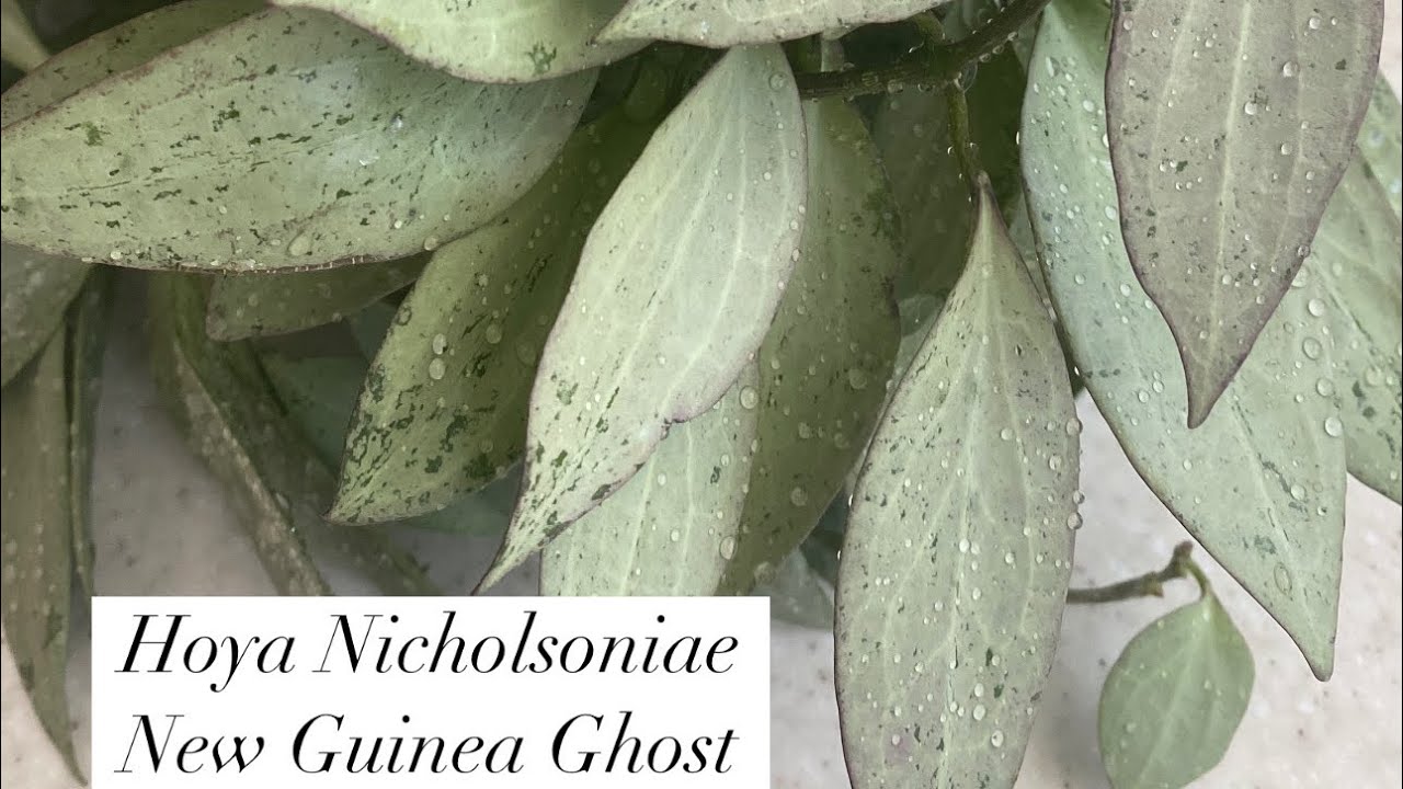 Hoya Nicholsoniae New Guinea Ghost