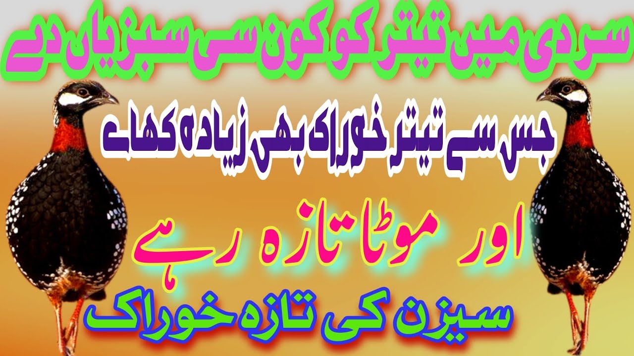 kala teetar black francolins ki Khurak|| kala Teetar ko sardi main sabzi konsi khelain in urdu hindi