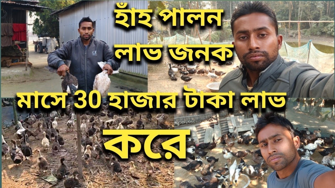 হাঁহ পালন লাভ জনক। মাসে 30 হাজার টাকা লাভ করে || Village Duck Farming Poultry Farm Bangla Vlog Video