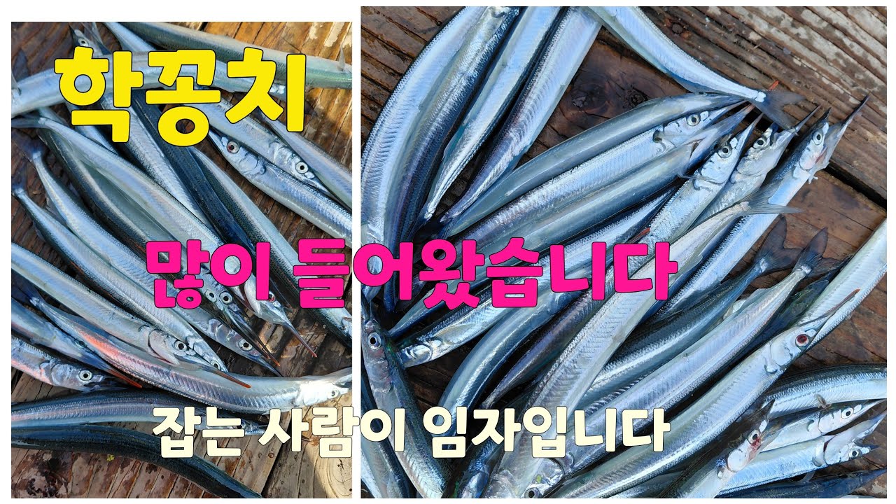 학꽁치는 많이 들어와 있습니다  잡는 사람이  임자입니다 ^^