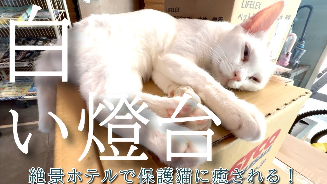 【ホテル白い燈台】保護猫に癒される絶景ホテル！第9話日和佐ウミガメ博物館カレッタ/おばちゃんひとり旅/徳島県/美波町