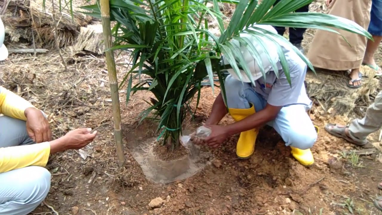 Cara tanam bibit klp sawit yang benar  ..PT BWS.
