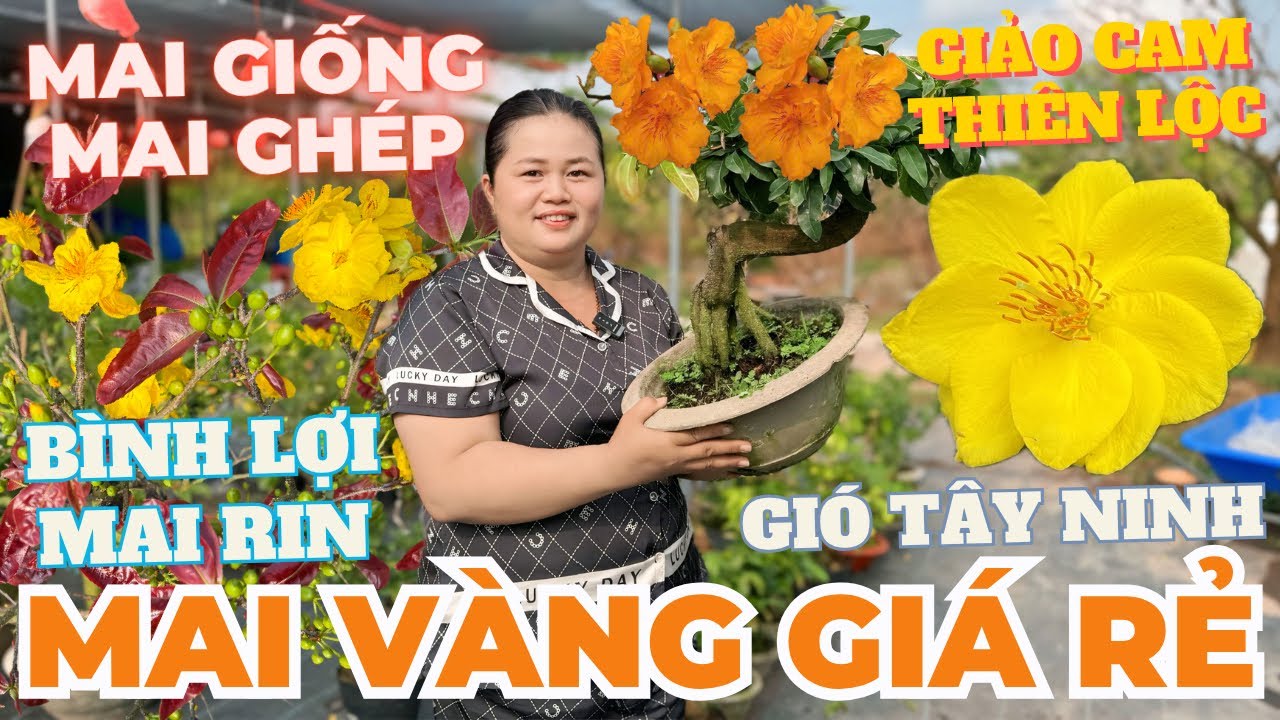 20-03 CHỊ THANH TRÀ Giao Lưu Mai Vàng Giá Rẻ, Giảo Cam Thiên Lộc, SB Bình Lợi Rin • THÀNH TRỌNG LÊ