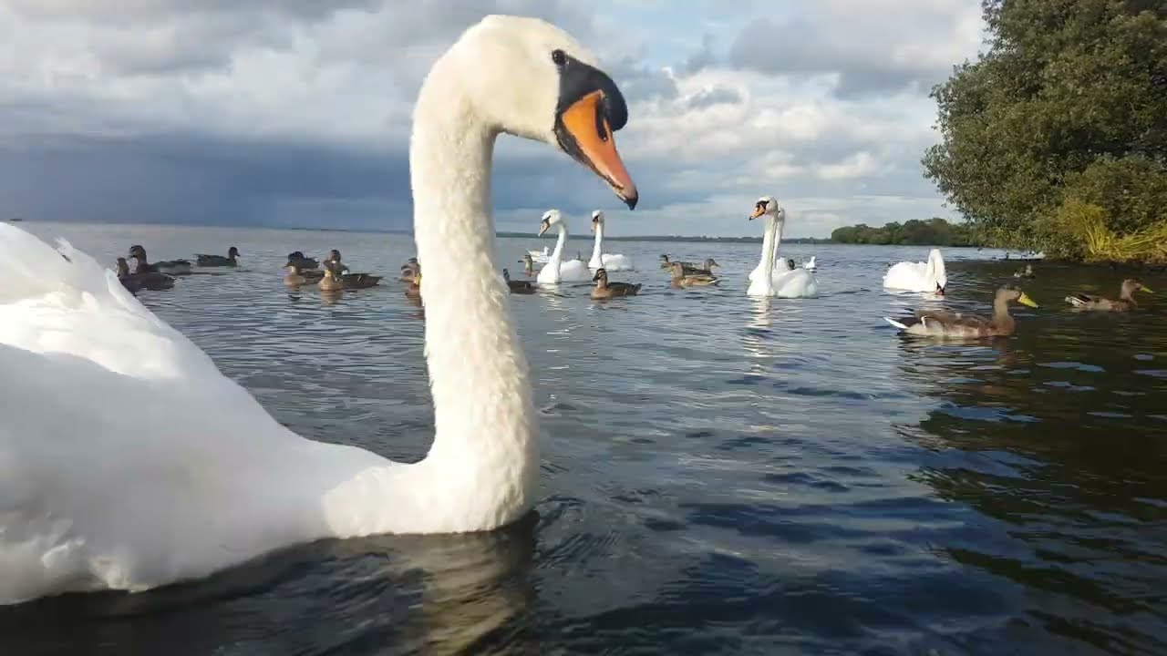 ❤🇮🇪 YOUNG MUTE SWAN🐥😍MUTE SWANS🦢MALLARD DUCKS🦆GULLS🕊#tranquility💧LIKE👍🙏subscribe🙏FULL video IN site😇
