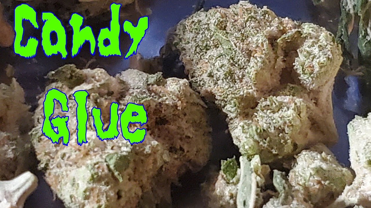 Pressing Candy Glue Sativa Flower 🌼 into Rosin by Vireo Md Medical Cannabis