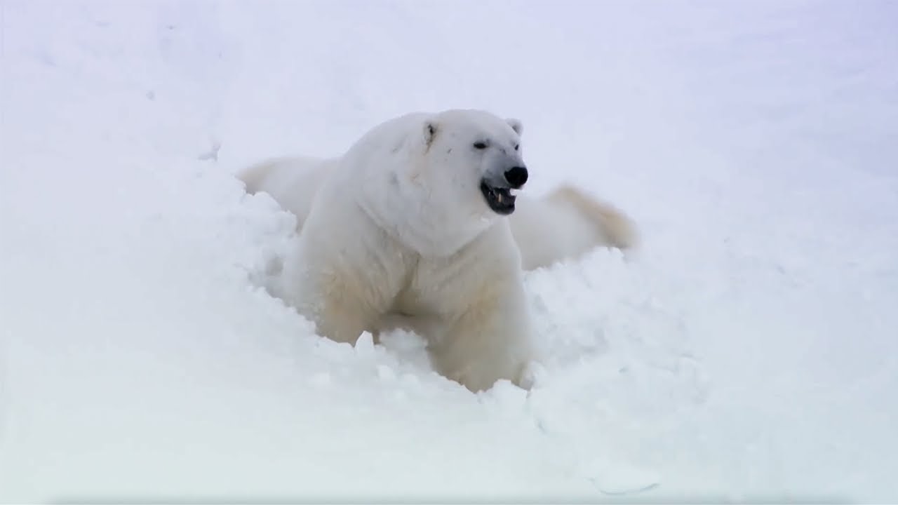 Animal Winter Wonderland | BBC Earth
